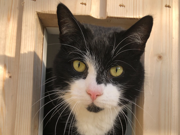 Cat peeking through the cat flap of their suite