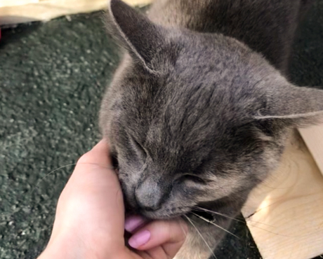 Grey cat enjoying attention from a carer