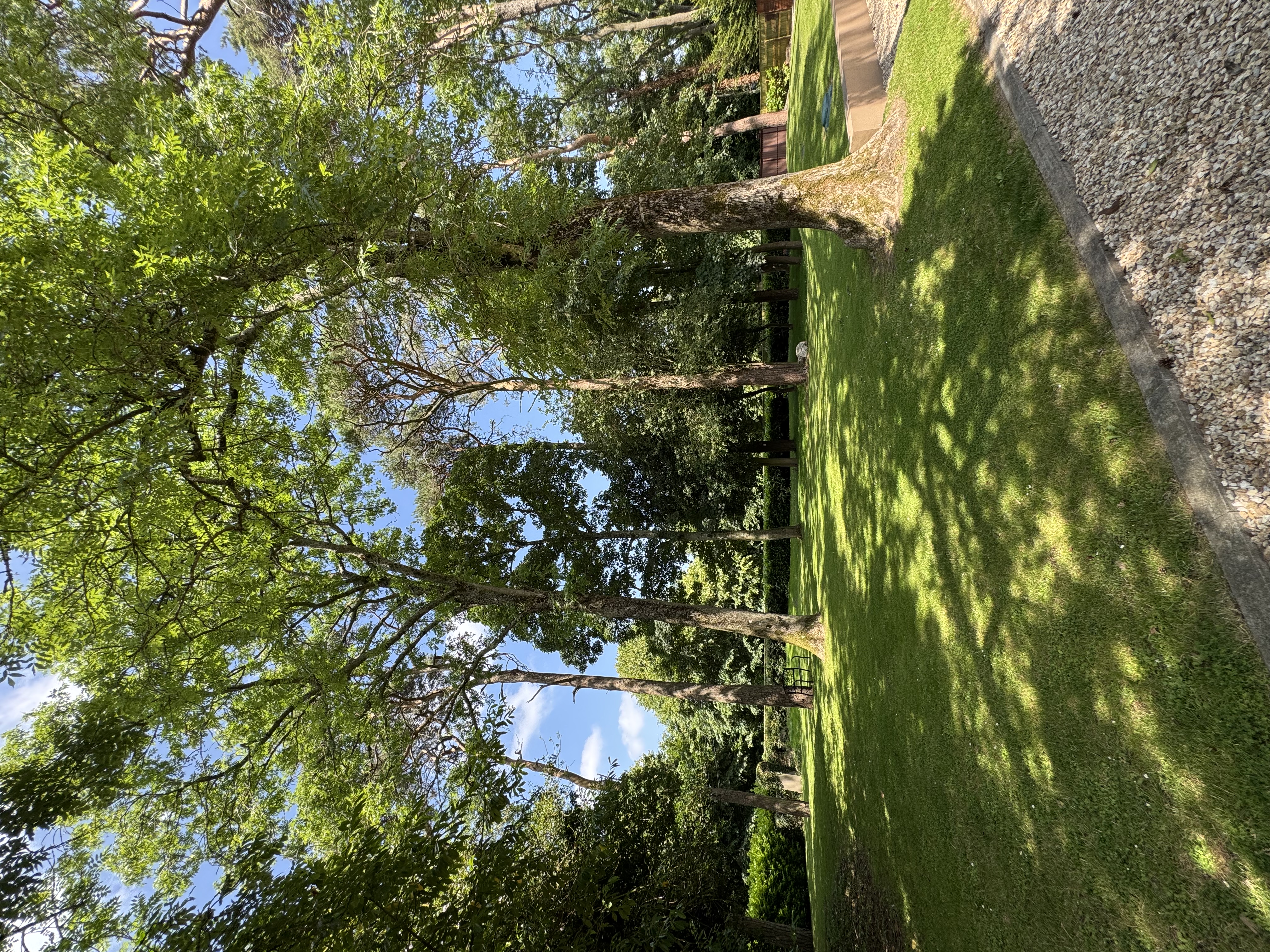 Trees and greenery surrounding the cattery